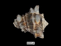 藏品(短拳螺)的圖片